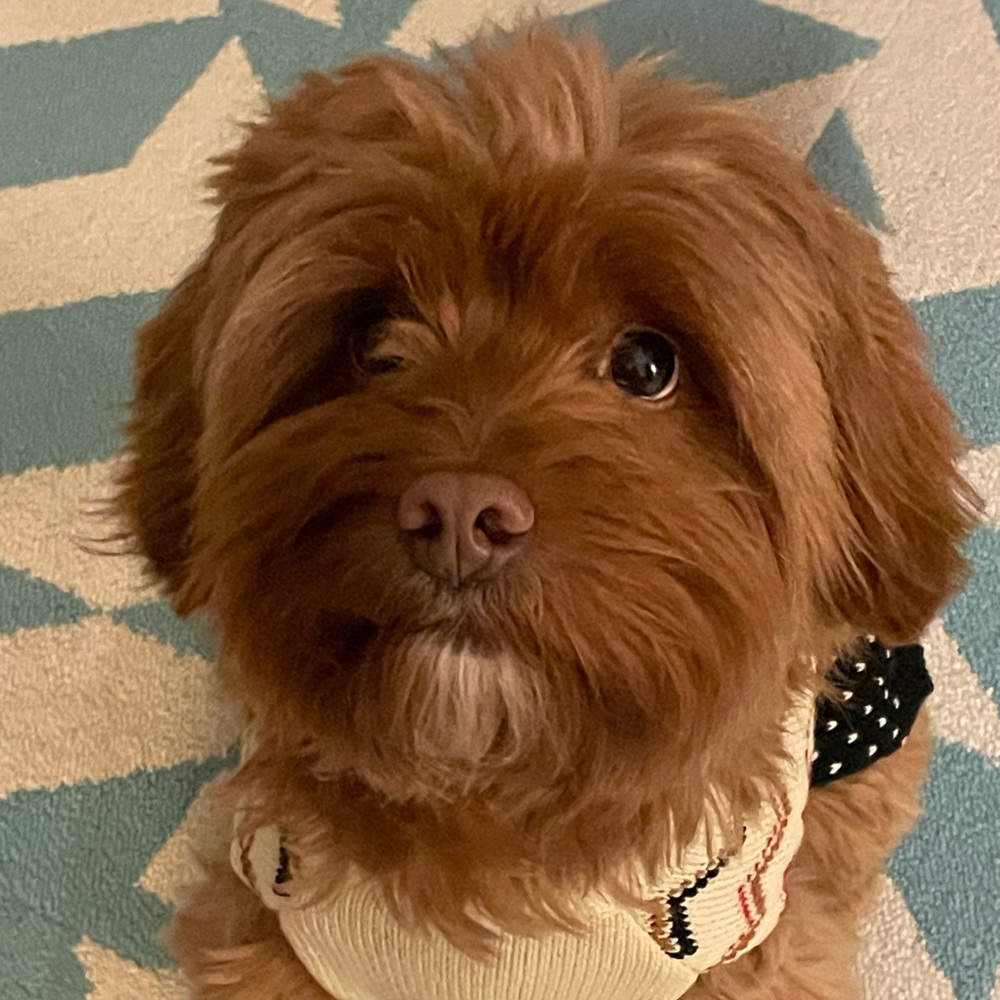 Meet your Posher, Maggie